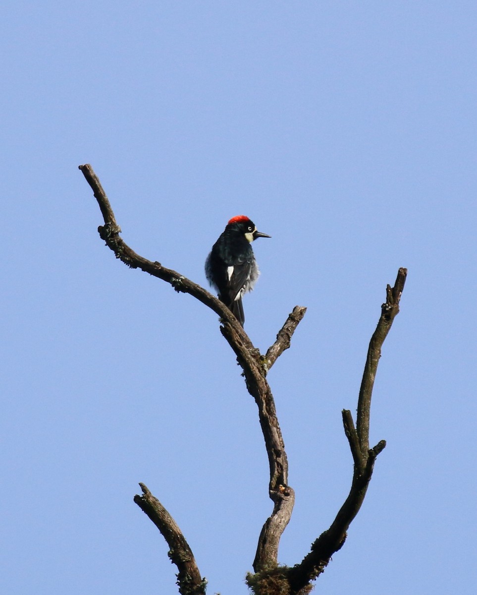 Acorn Woodpecker - ML220816701