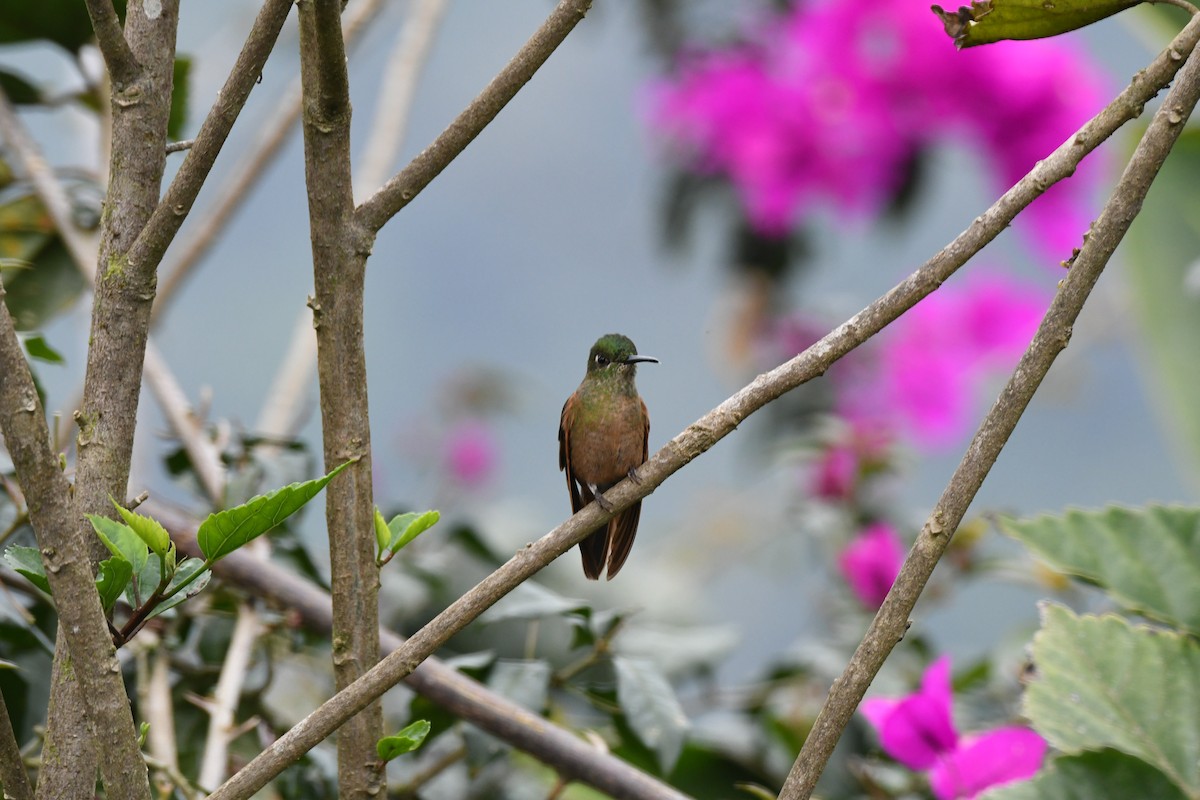 kolibřík hnědobřichý - ML220816721