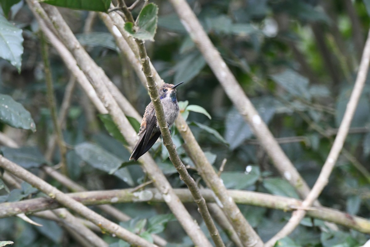 kolibřík fialovouchý - ML220816781