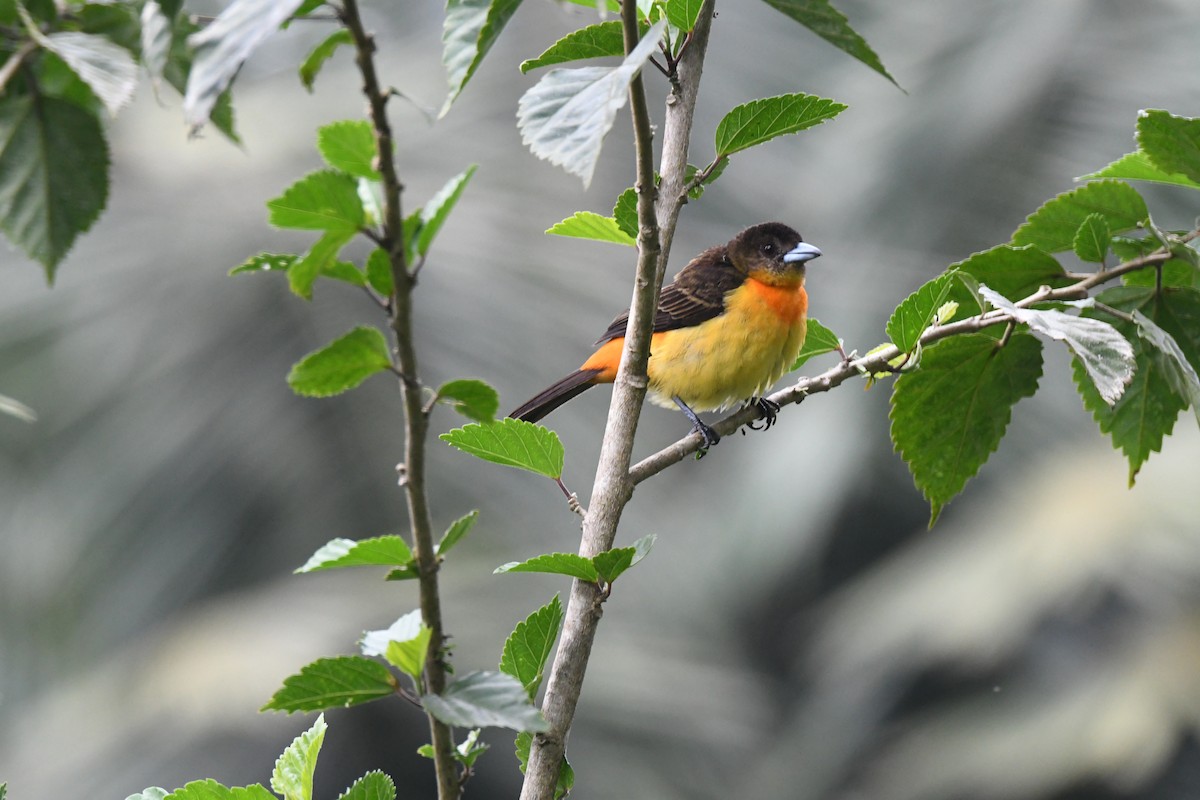 Flame-rumped Tanager - ML220816851