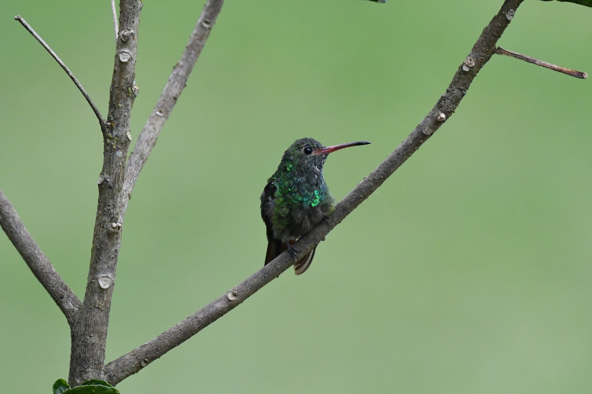Rufous-tailed Hummingbird - ML220816941