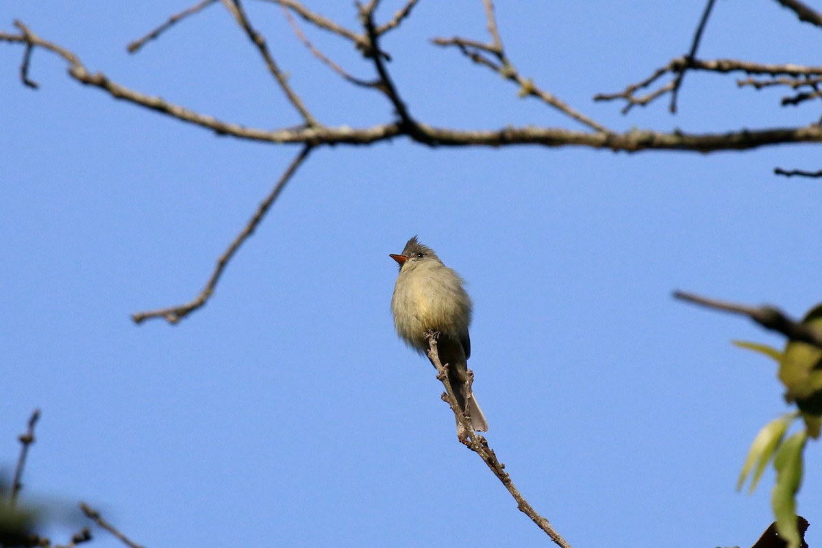 Greater Pewee - ML220817041