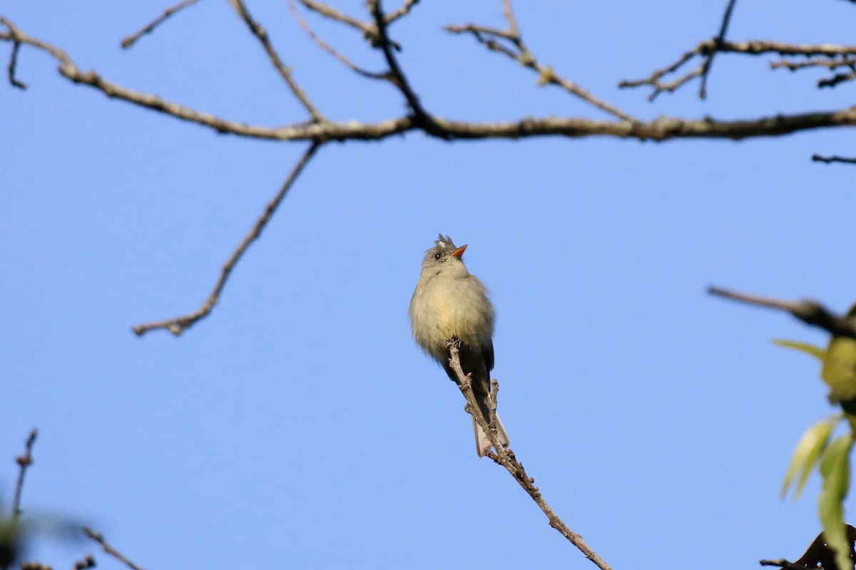 Greater Pewee - ML220817051
