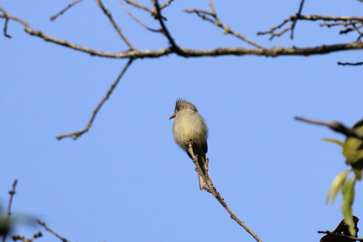 Greater Pewee - ML220817061