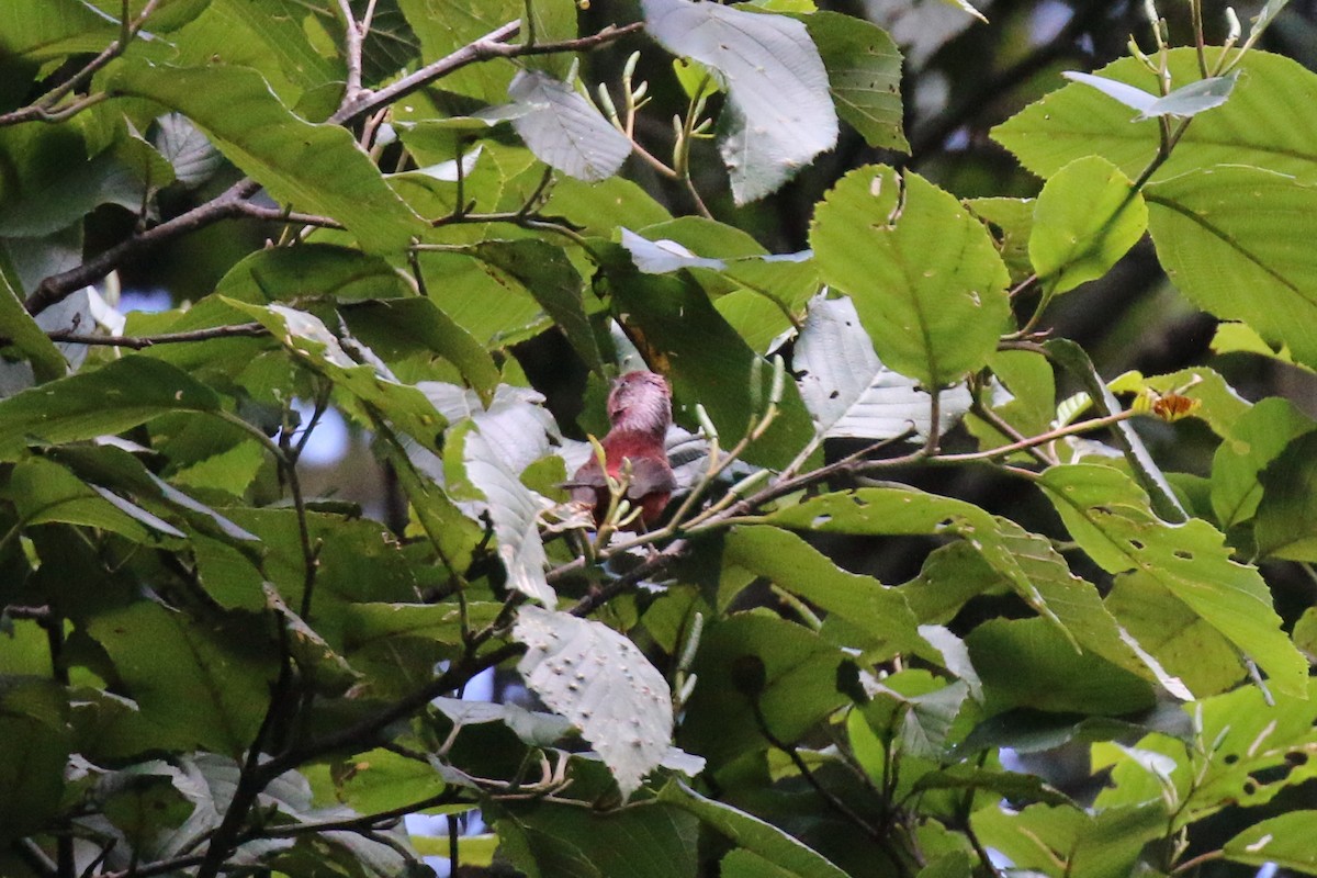 Pink-headed Warbler - Henry Burton