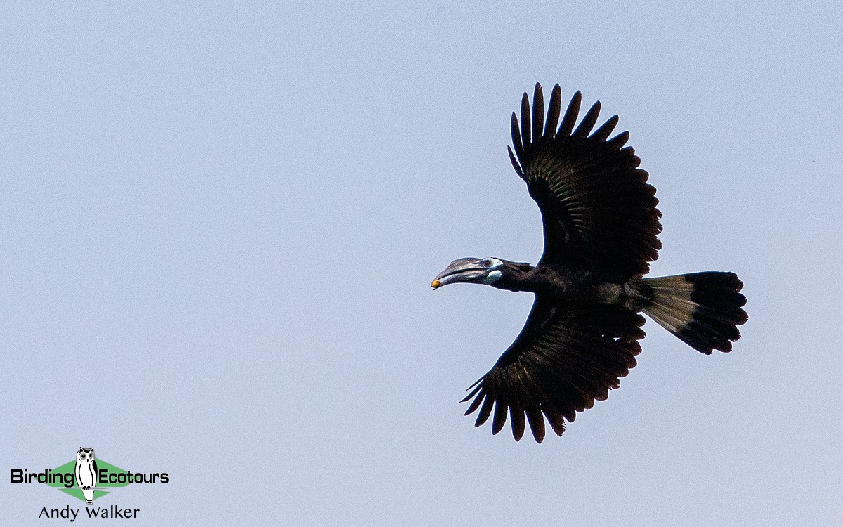 Bushy-crested Hornbill - Andy Walker - Birding Ecotours