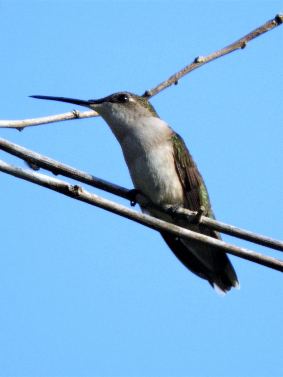 Ruby-throated Hummingbird - Sheila Nale