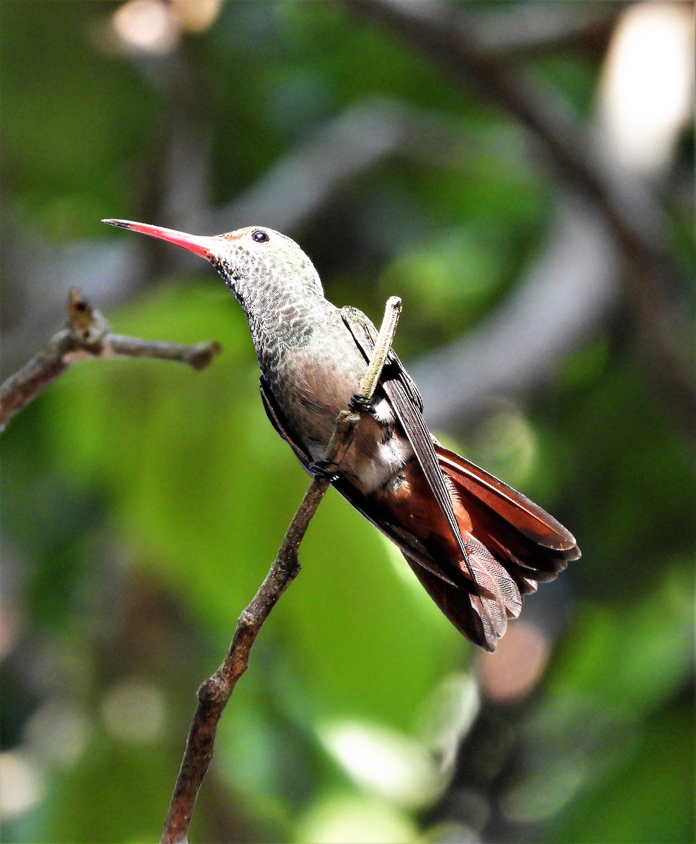 Rufous-tailed Hummingbird - ML220818831