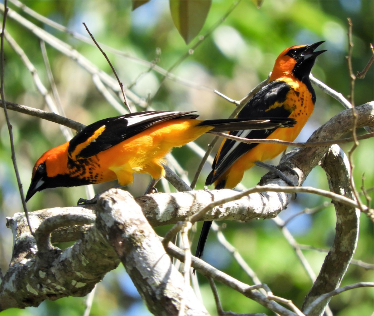 Spot-breasted Oriole - ML220819211