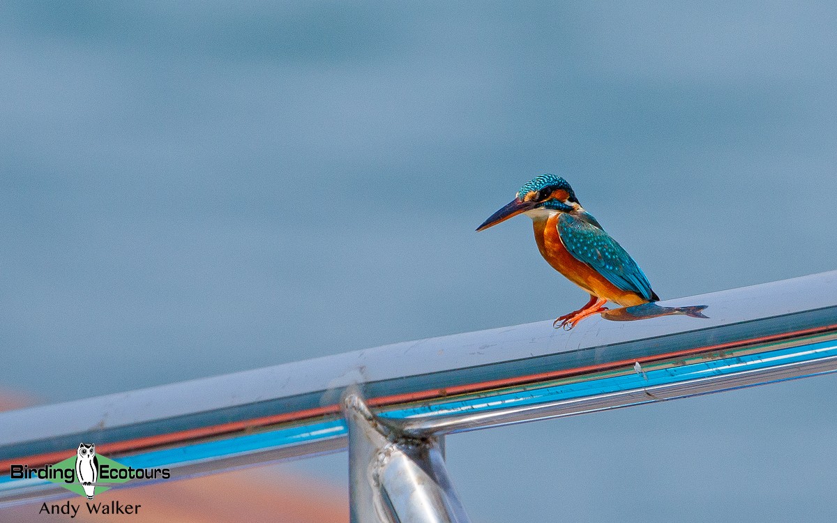 Common Kingfisher (Common) - Andy Walker - Birding Ecotours