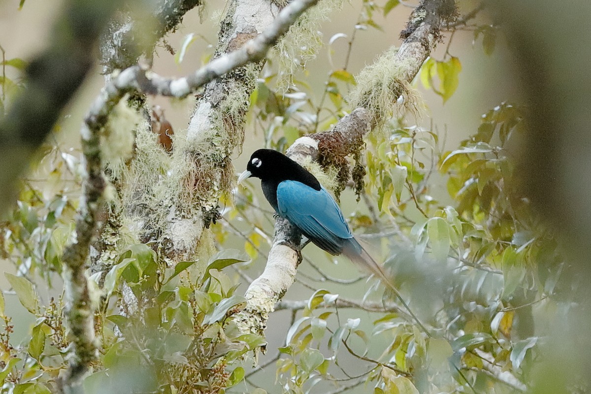 Blue Bird-of-Paradise - ML220820931
