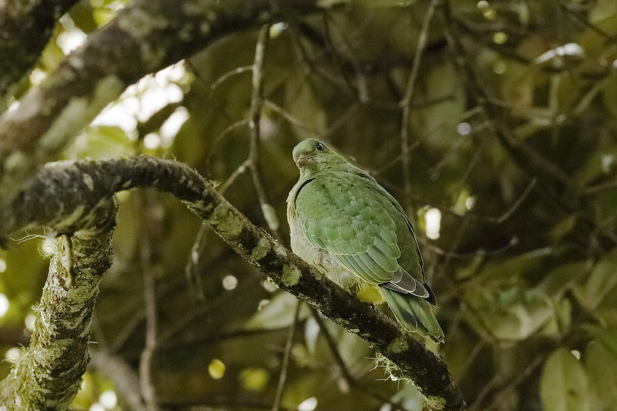 White-breasted Fruit-Dove - ML220820981
