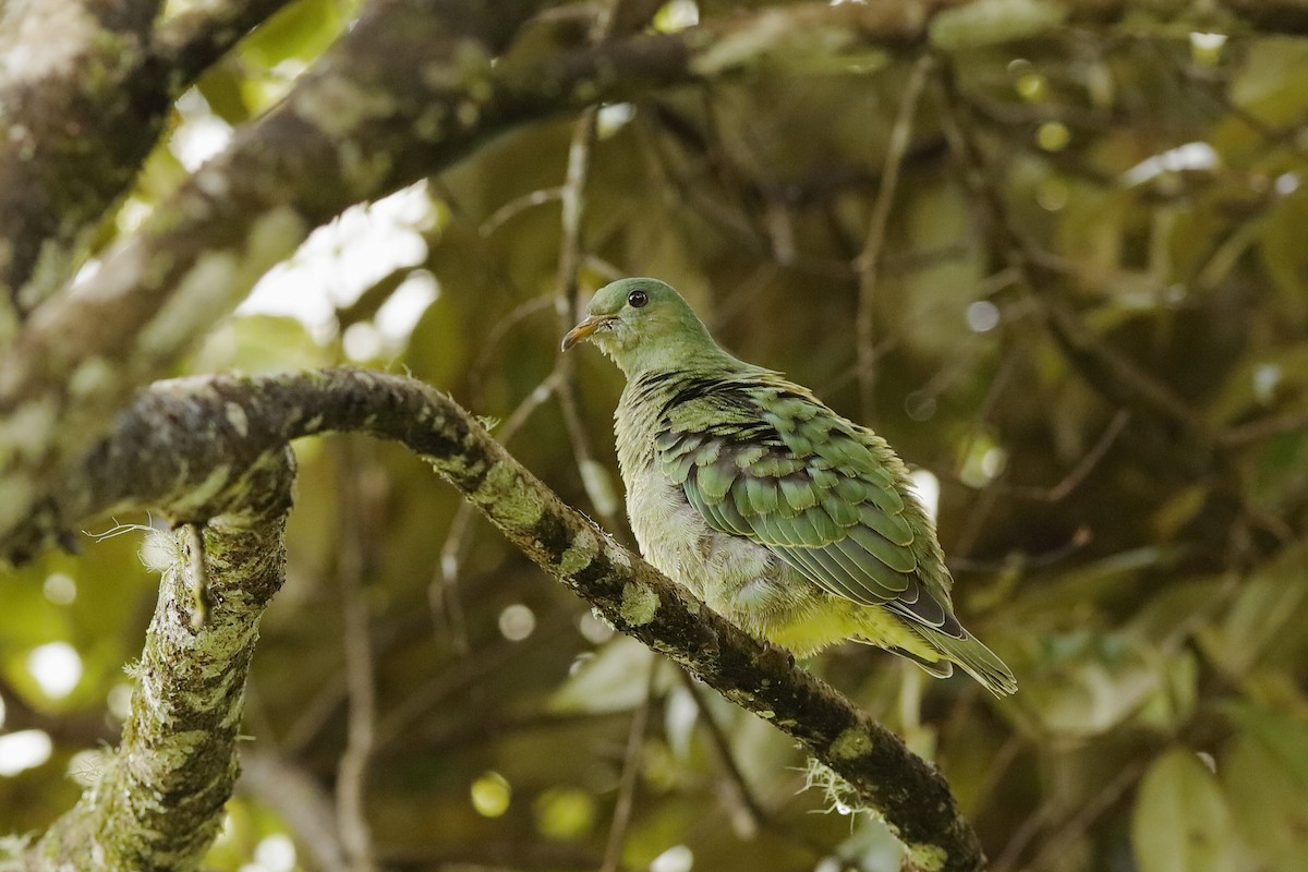 White-breasted Fruit-Dove - ML220821001