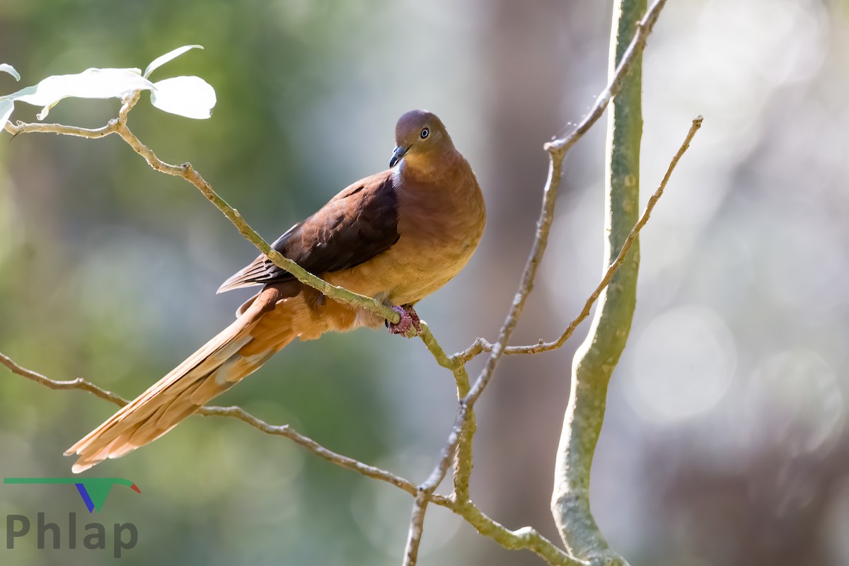 Brown Cuckoo-Dove - ML220821211
