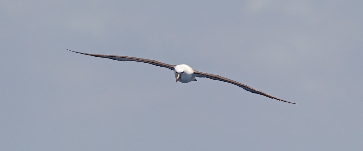 Indian Yellow-nosed Albatross - ML220821441