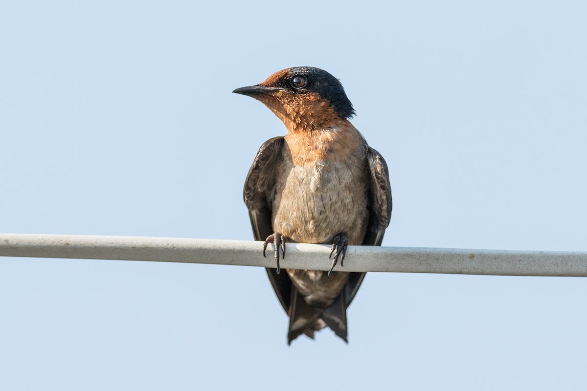 Pacific Swallow (Pacific) - ML220822711