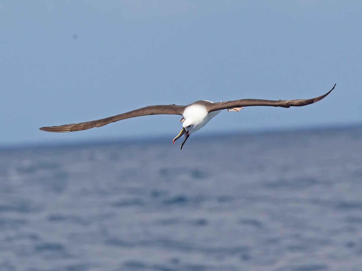 Indian Yellow-nosed Albatross - ML220822801