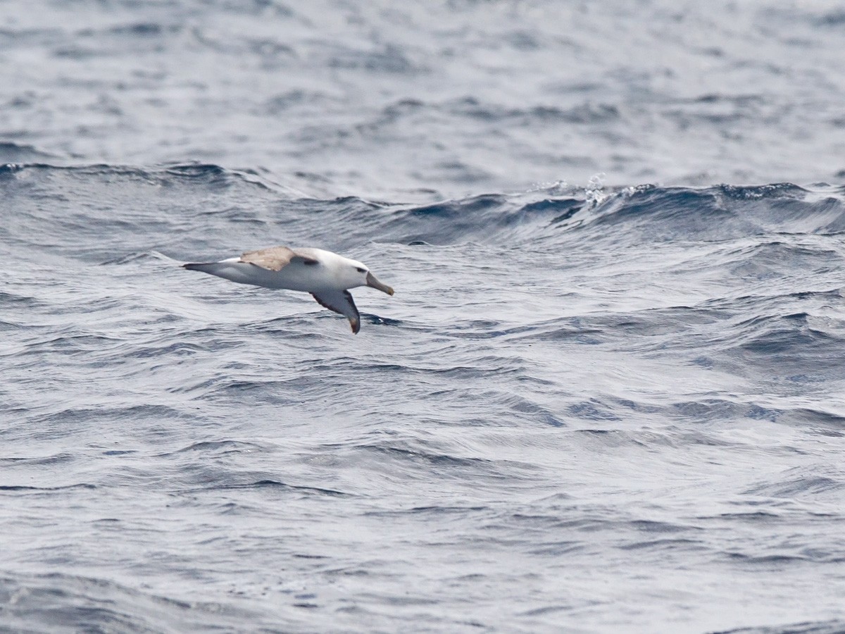 White-capped Albatross - ML220822841