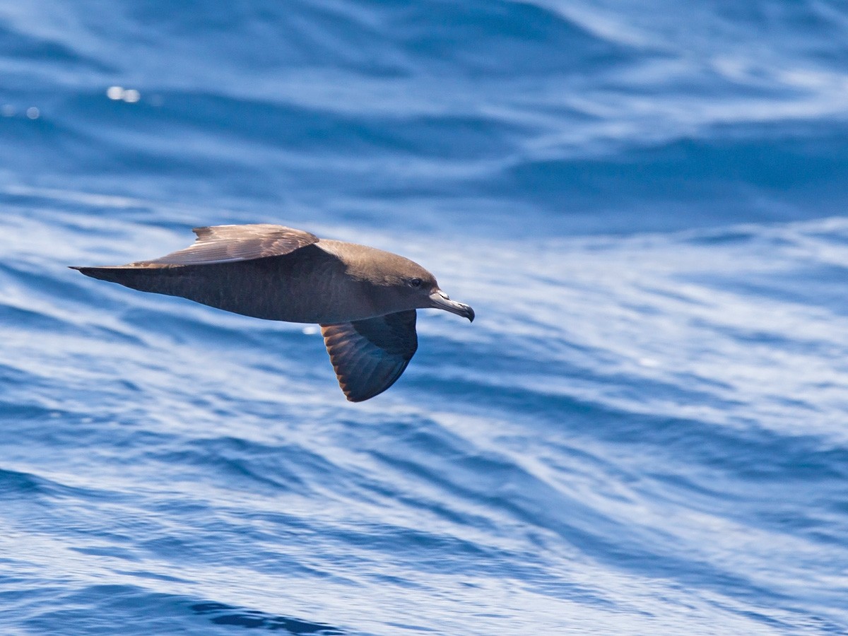 Flesh-footed Shearwater - ML220822951