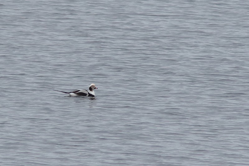 Long-tailed Duck - bellemare celine