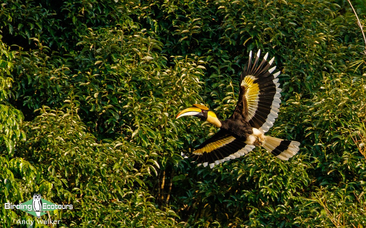 Great Hornbill - Andy Walker - Birding Ecotours