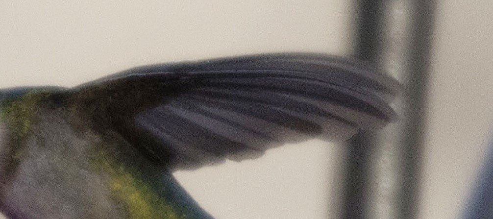 Рубиновогорлый колибри - ML22082351