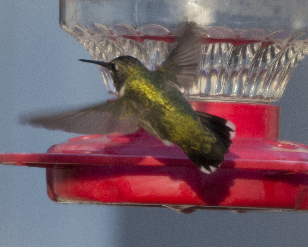 Ruby-throated Hummingbird - ML22082361