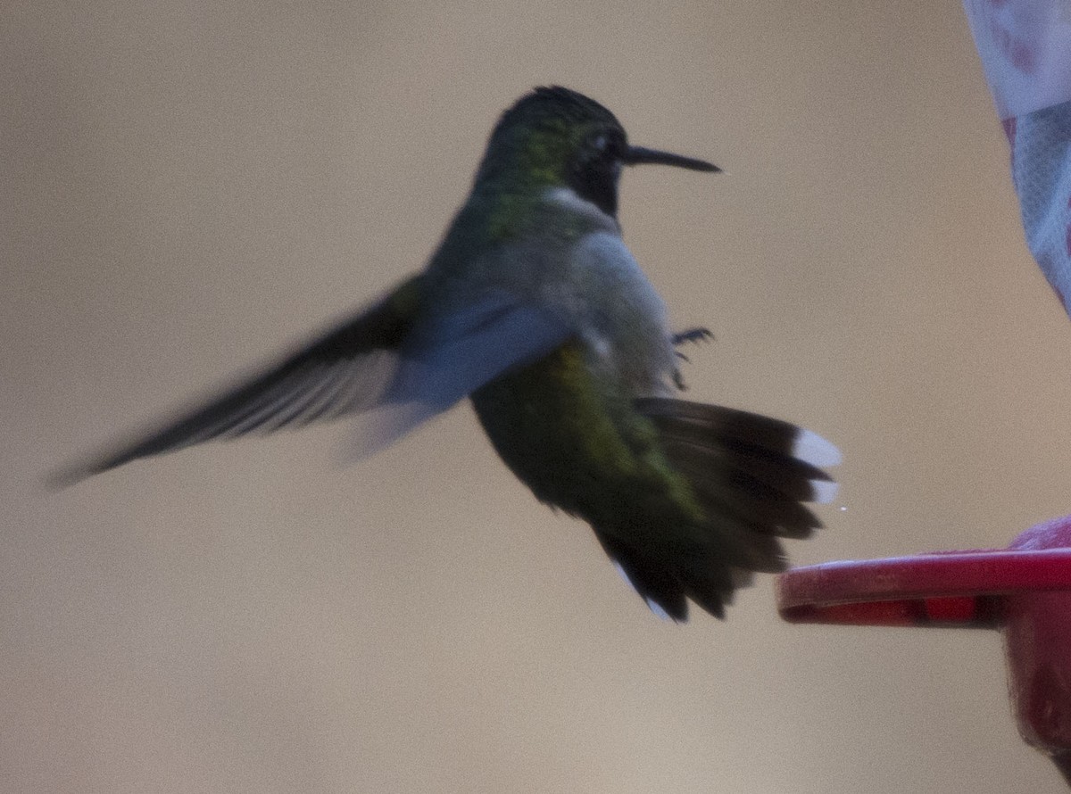 Ruby-throated Hummingbird - ML22082371