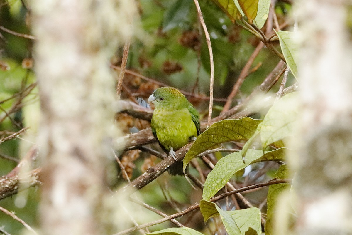Папужець-бронзоголов зеленоволий - ML220823801