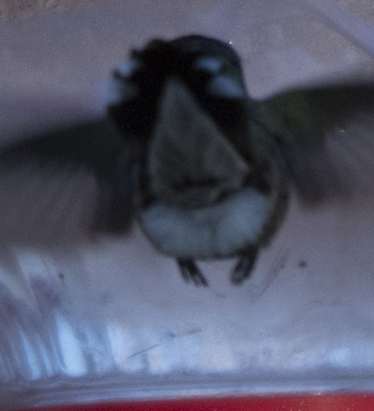 Ruby-throated Hummingbird - ML22082381