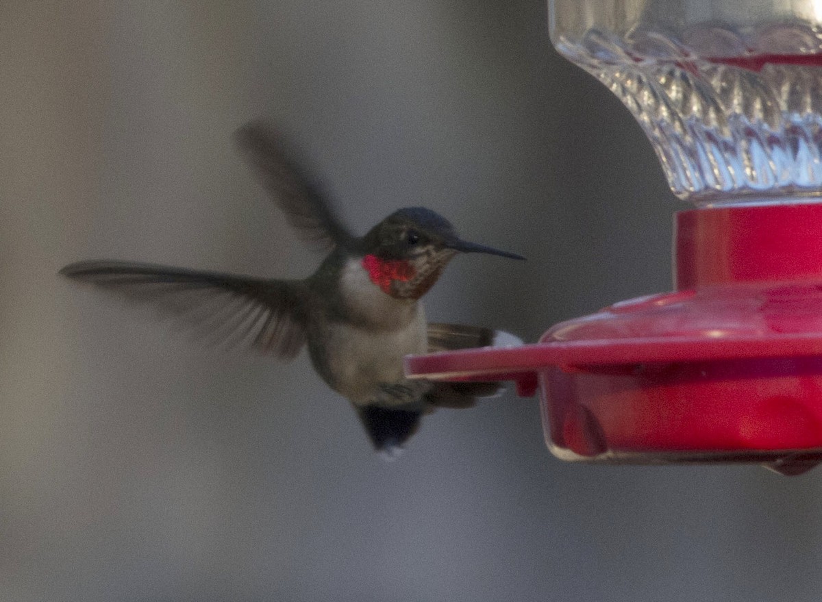 Ruby-throated Hummingbird - ML22082391
