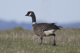 Cackling Goose, ML22082411