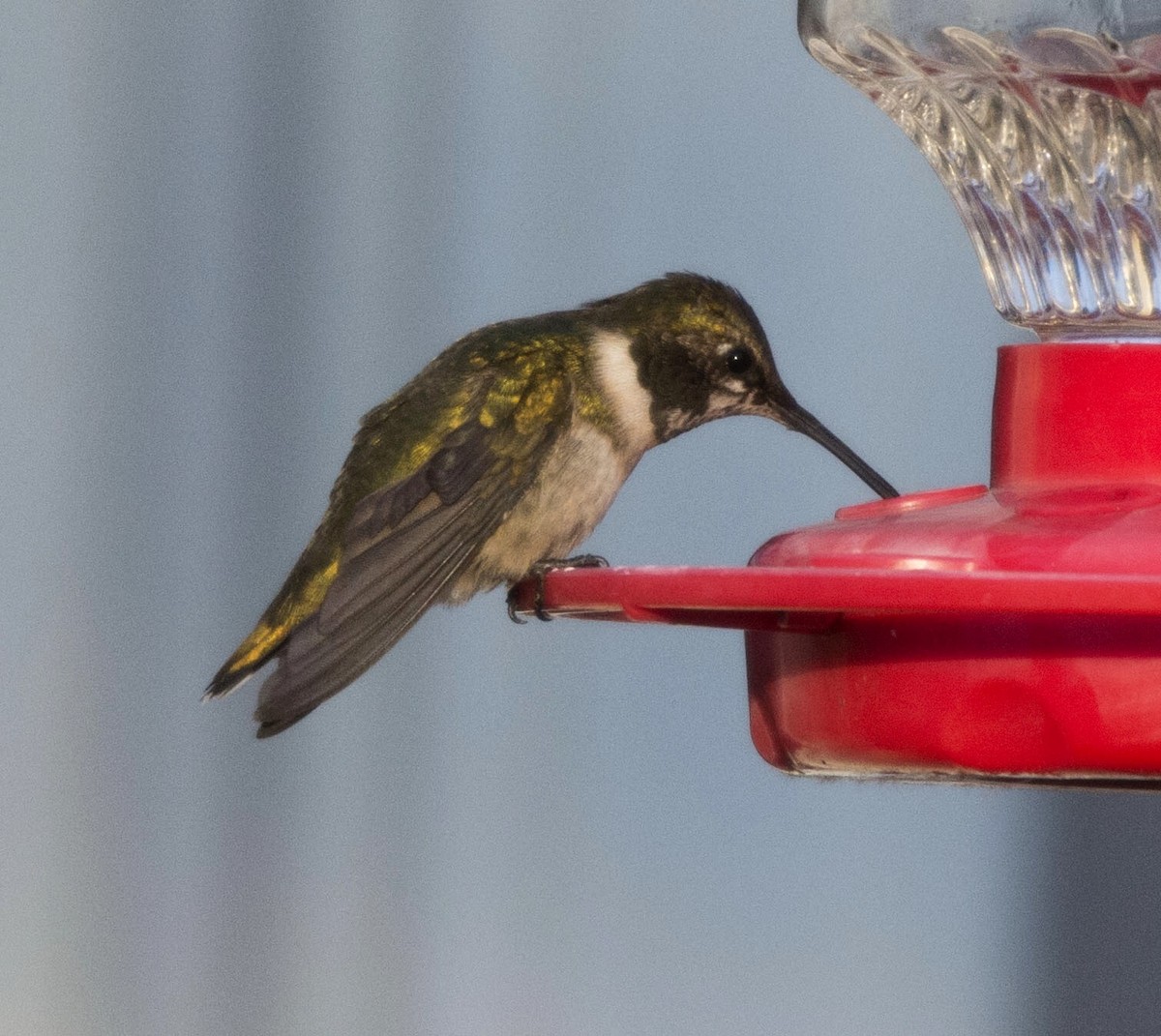 Ruby-throated Hummingbird - ML22082421