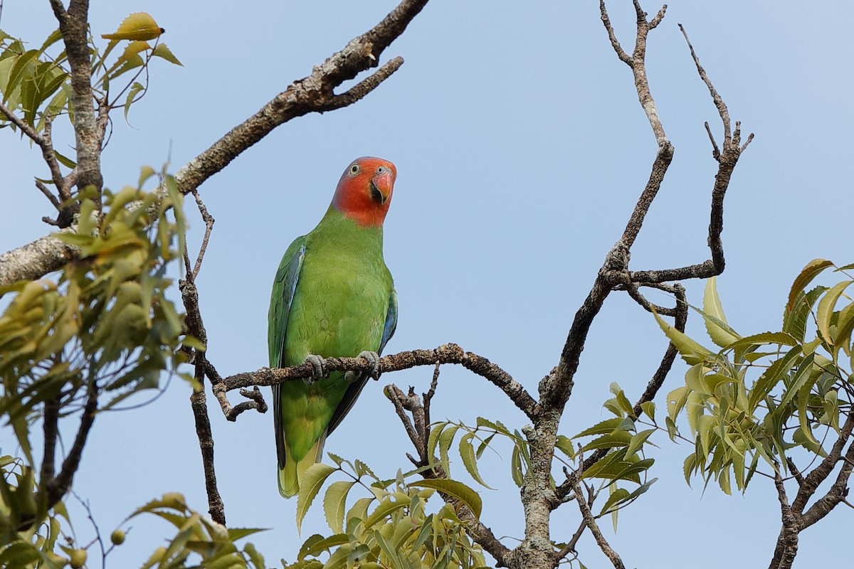 Red-cheeked Parrot - ML220825531