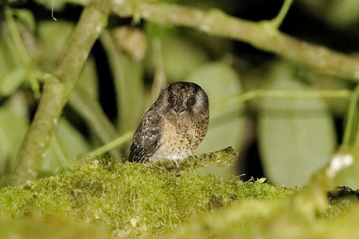 Mountain Owlet-nightjar - Holger Teichmann