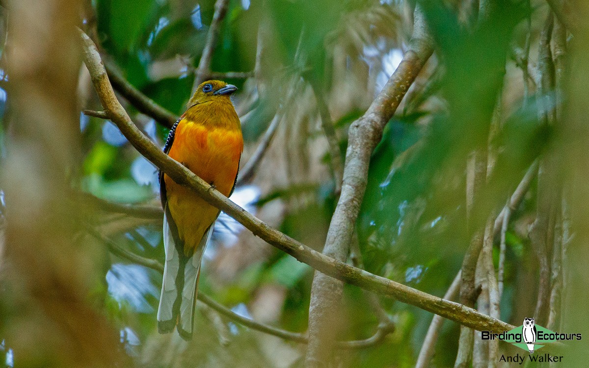 Orange-breasted Trogon (Spice) - Andy Walker - Birding Ecotours