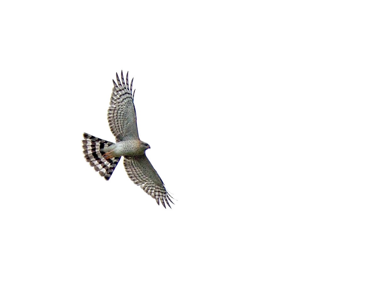 Ovambo Sparrowhawk - Niall D Perrins