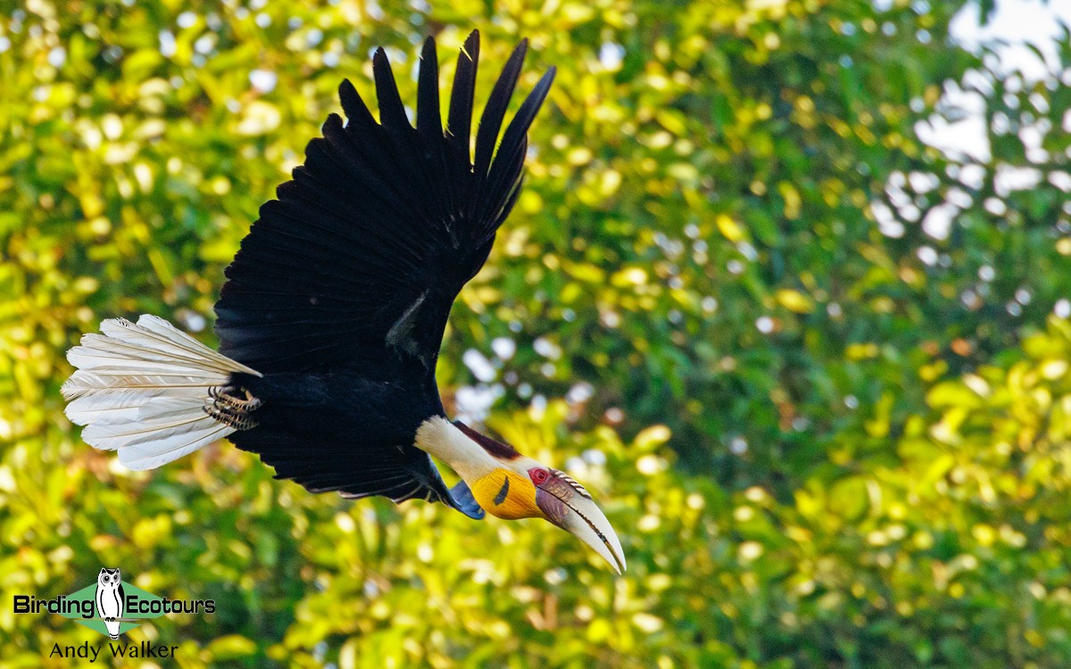 Wreathed Hornbill - Andy Walker - Birding Ecotours