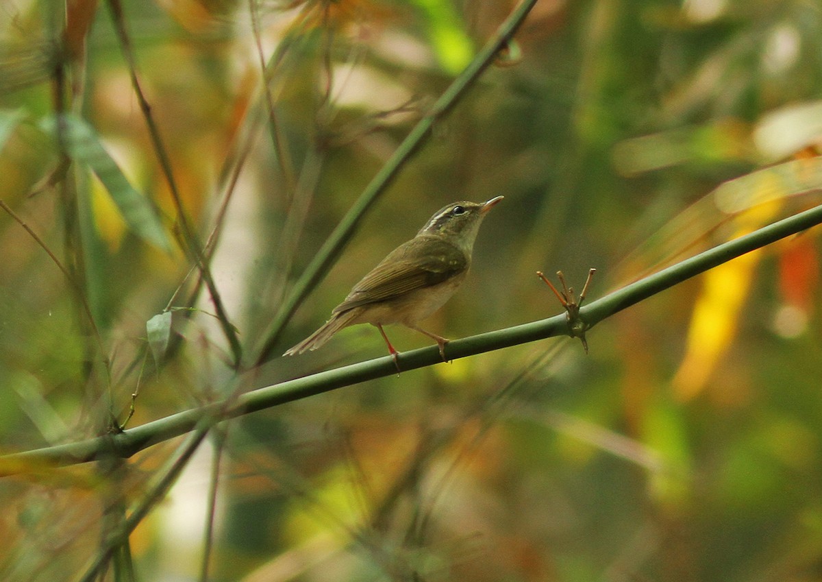 Pale-legged Leaf Warbler - Wich’yanan Limparungpatthanakij