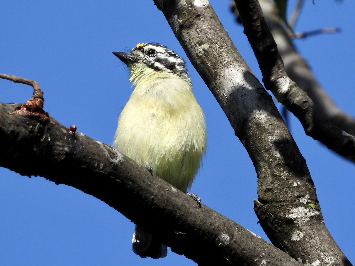 Yellow-fronted Tinkerbird - ML220832411