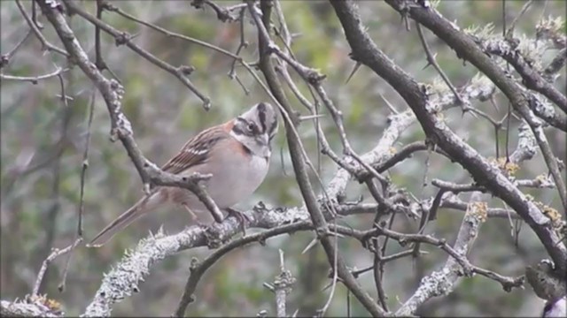 Rufous-collared Sparrow - ML220832941