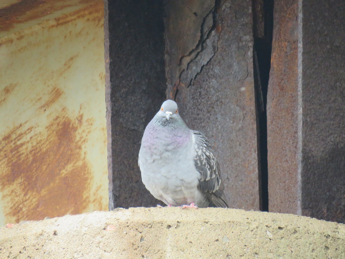 Rock Pigeon (Feral Pigeon) - ML220837881