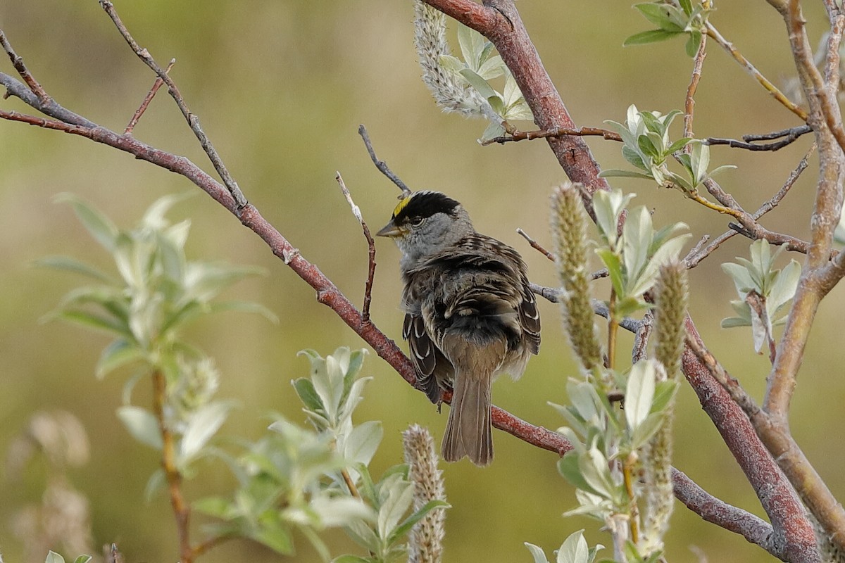 Golden-crowned Sparrow - Holger Teichmann