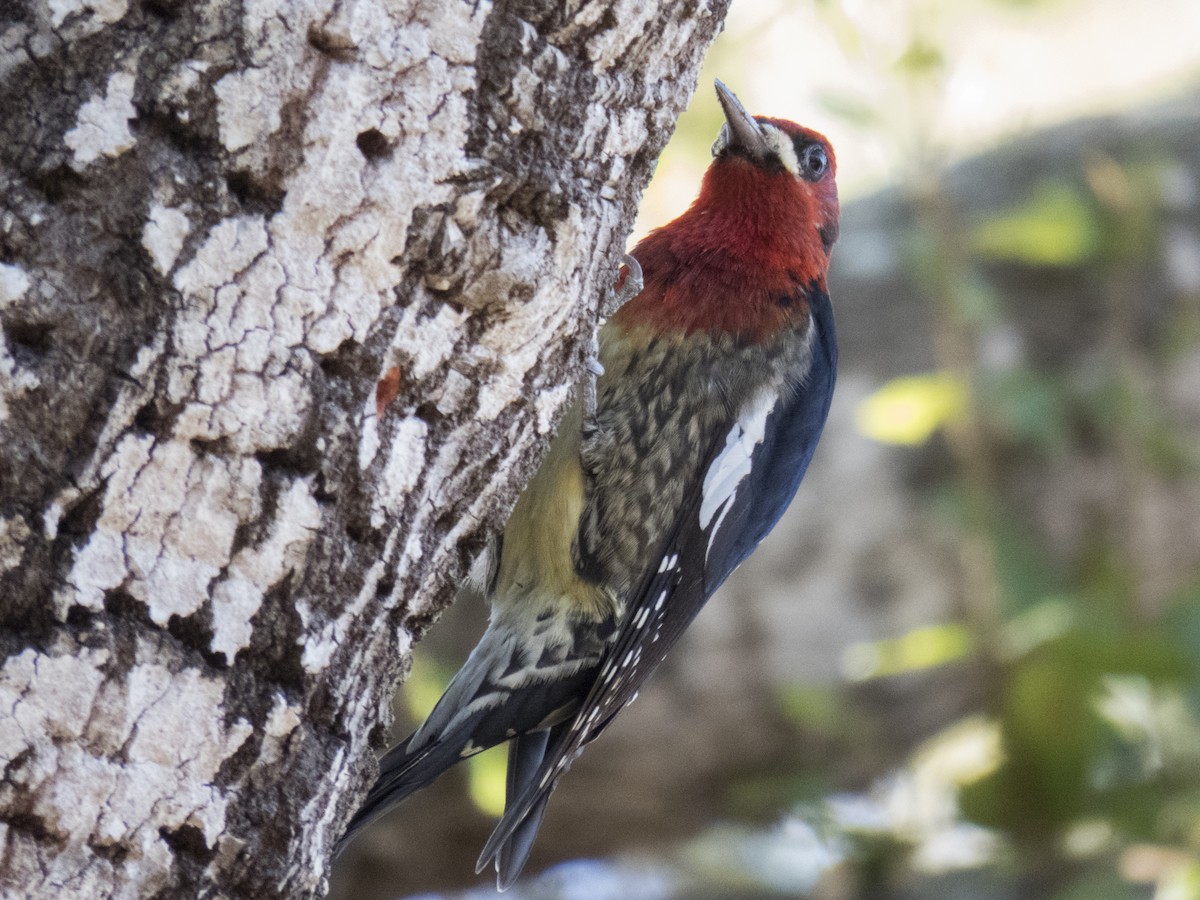 Red-breasted Sapsucker - ML22084291