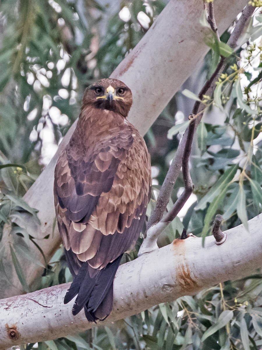 Indian Spotted Eagle - Gurjeet  Virk