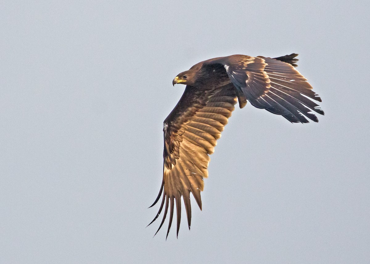 Greater Spotted Eagle - Gurjeet  Virk