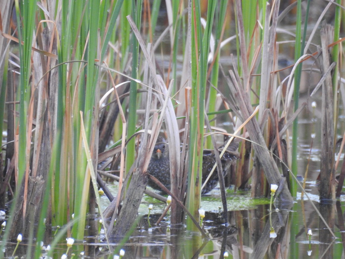 Spotted Crake - ML220845271