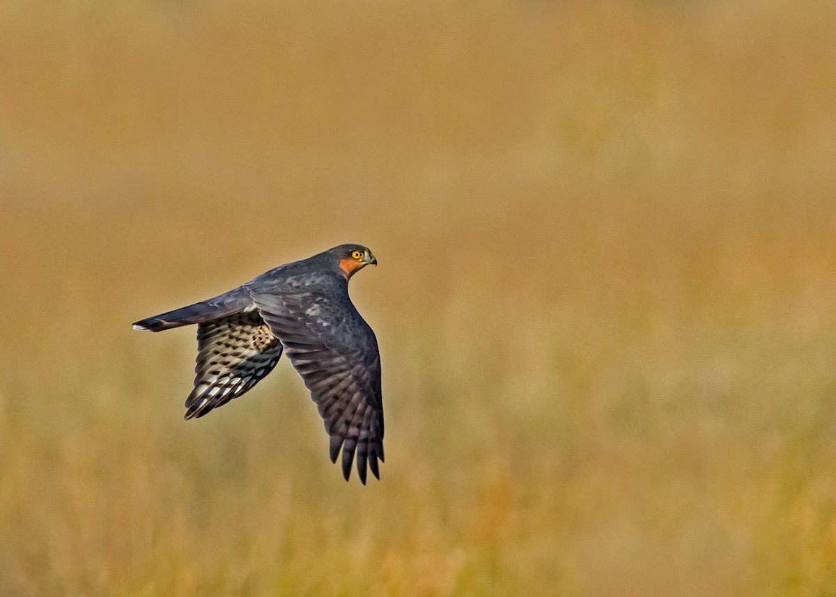 Eurasian Sparrowhawk - Gurjeet  Virk