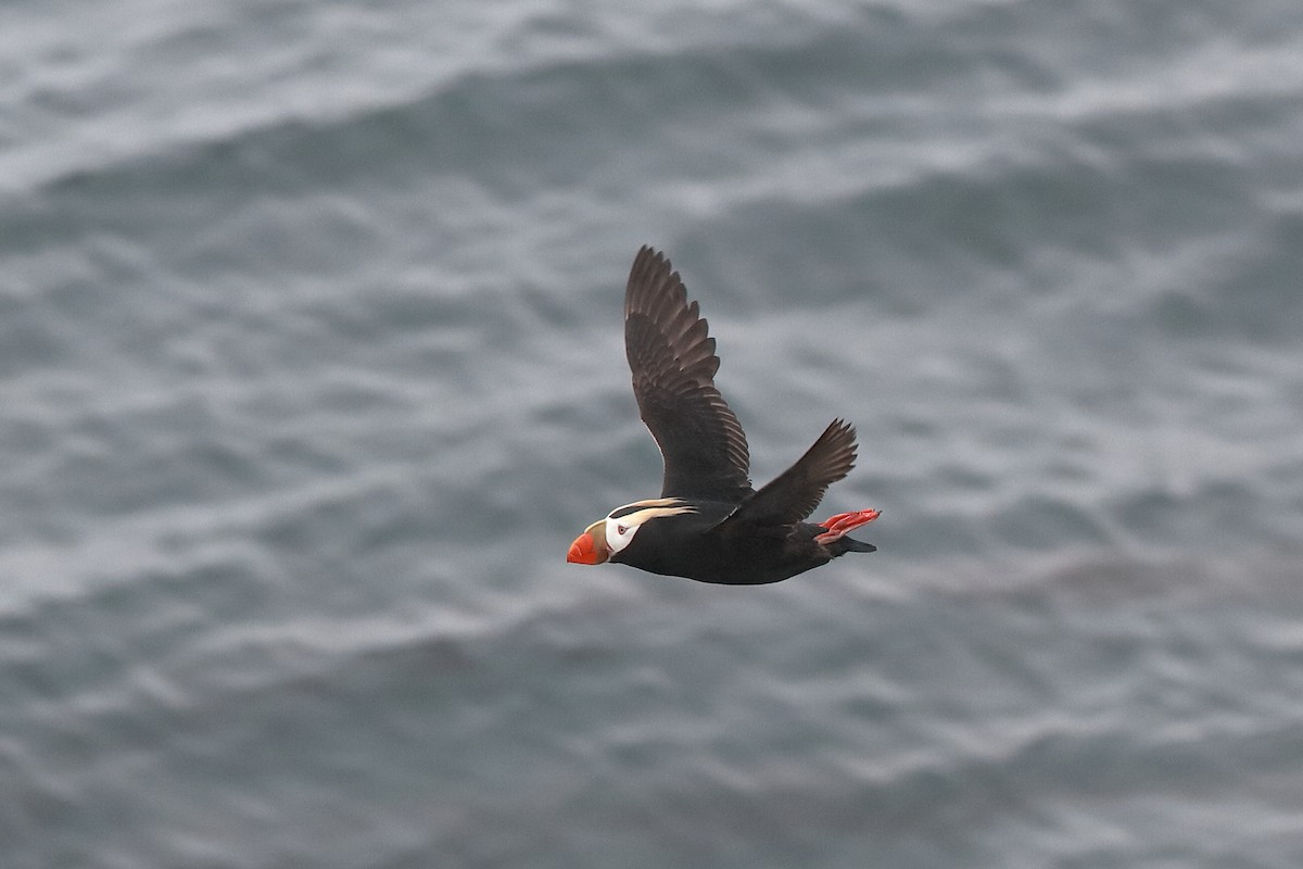 Tufted Puffin - ML220848801