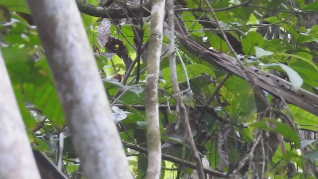 Papuan Babbler - ML220849841